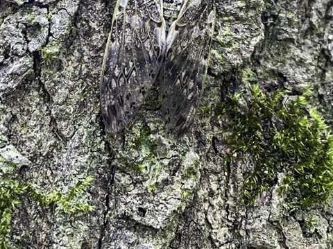 現在只要走在園區內，就可以聽到陣陣蟬鳴，可以試著往四周的樹上找找，說不定能看到正在努力鳴唱的蟪蛄或熊蟬(蟪蛄-陳賜隆攝)(圖片來源：臺北市立動物園)