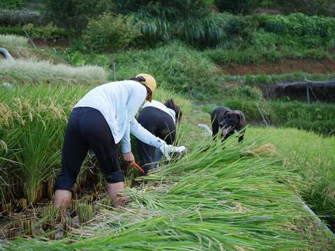 往年收割活動(圖片來源：臺北市政府工務局大地工程處)