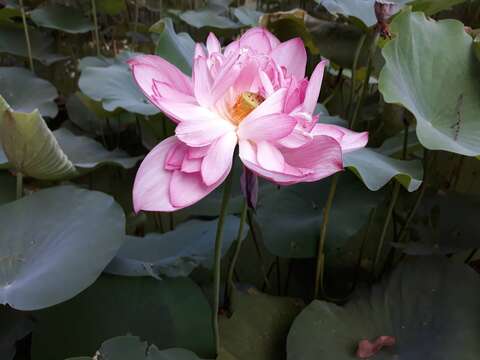 胭脂桃紅荷花艷麗(圖片來源：臺北市政府工務局公園路燈工程管理處)
