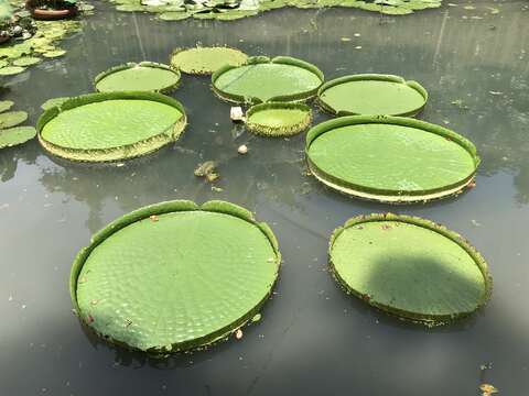 大王蓮是至德園水池的要角(圖片來源：臺北市政府工務局公園路燈工程管理處)