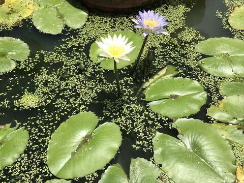 白粉的睡蓮更顯清新(圖片來源：臺北市政府工務局公園路燈工程管理處)