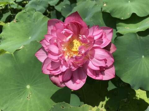 盛開桃紅的荷花嬌艷動人(圖片來源：臺北市政府工務局公園路燈工程管理處)