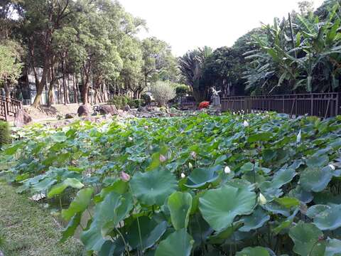 蓮荷亭亭淨植(圖片來源：臺北市政府工務局公園路燈工程管理處)
