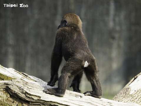 「Jabali」雖然個頭嬌小，但已有銀背金剛猩猩的氣勢(詹德川攝)(圖片來源：臺北市立動物園)