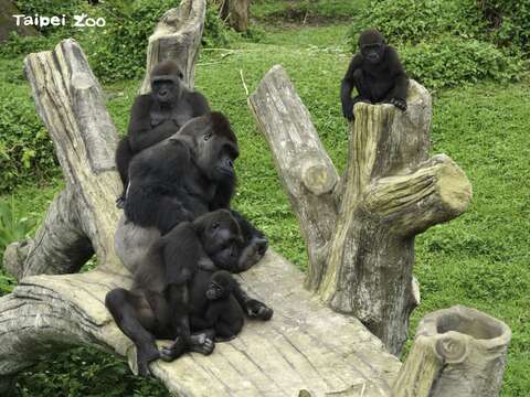金剛猩猩全家福(圖片來源：臺北市立動物園)
