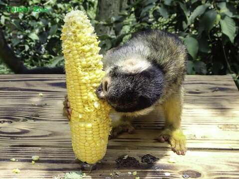 猴姊姊：整根的玉米拿來啃就是療癒(圖片來源：臺北市立動物園)