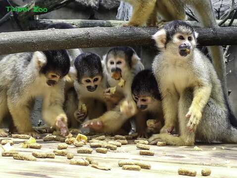 黑冠松鼠猴的用餐時間很熱鬧(圖片來源：臺北市立動物園)