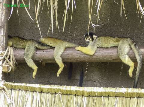 黑冠松鼠猴吃飽後，喜歡在保育員蓋的發呆亭上面休息(圖片來源：臺北市立動物園)