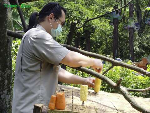 整根的紅蘿蔔和玉米不分切，黑冠松鼠猴們很喜歡(圖片來源：臺北市立動物園)