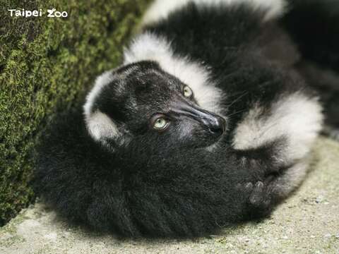 「依伍」：枕著尾巴睡最舒服了(圖片來源：臺北市立動物園)