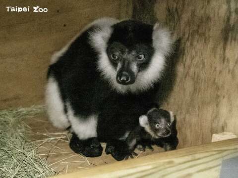 動物園會在育幼期間提供白頸狐猴媽媽一個獨立的空間，直到新生的寶寶可以獨自採食的時候，才會開始混群(圖片來源：臺北市立動物園)
