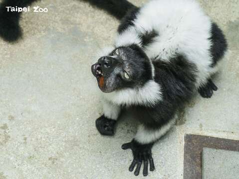 媽媽「白依」享用美食完全不顧形象(圖片來源：臺北市立動物園)