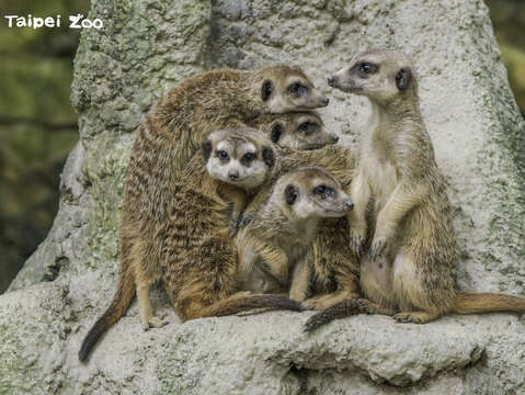 狐獴家族要維持溫馨團結其實很不容易(詹德川攝)(圖片來源：臺北市立動物園)