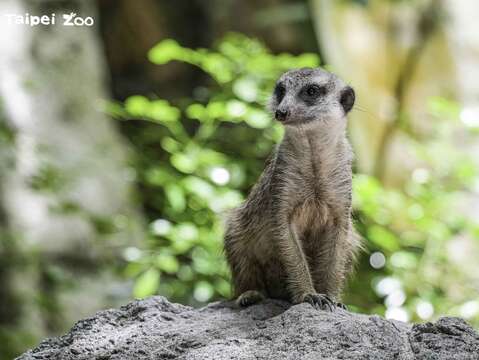 認真站崗的狐獴(圖片來源：臺北市立動物園)