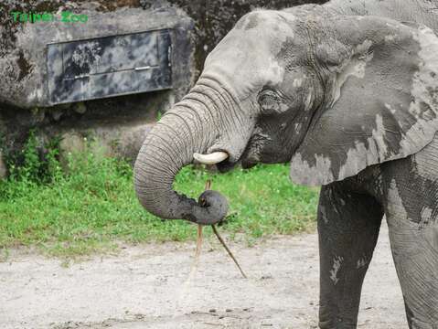 好吃到笑謎了眼(「美代」)(圖片來源：臺北市立動物園)