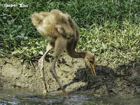 丹頂鶴寶寶滿月囉！(詹德川攝)(圖片來源：臺北市立動物園)