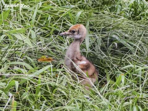 孵化3天的丹頂鶴寶寶(圖片來源：臺北市立動物園)
