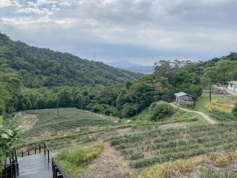 遠眺山谷景觀及梯田茶園(圖片來源：臺北市政府工務局大地工程處)