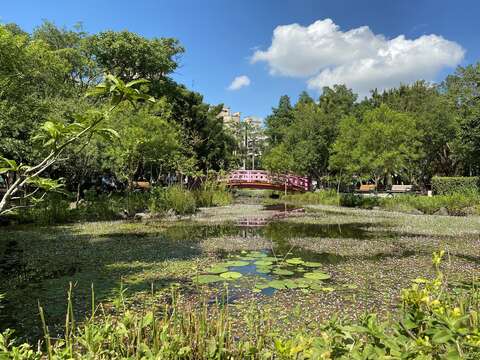 興隆公園豐富的水生植物.JPG(圖片來源：臺北市政府工務局公園路燈工程管理處)