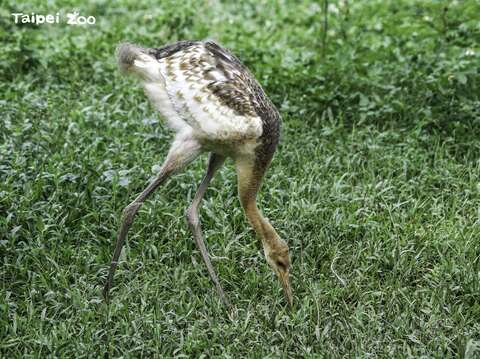 動物園將在9月9-16日舉辦新生丹頂鶴寶寶的命名活動(圖片來源：臺北市立動物園)