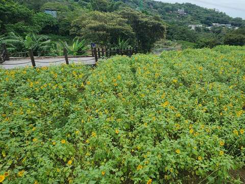 樟樹步道花海(圖片來源：臺北大眾捷運股份有限公司)