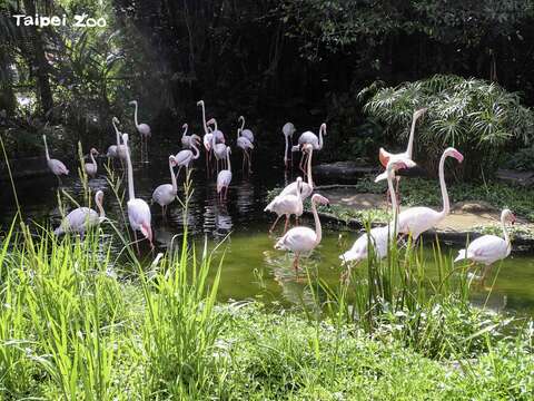 入口處的大紅鶴肩負著迎賓大使的重要任務，必須在遊客入園前就先到戶外活動場就定位(圖片來源：臺北市立動物園)