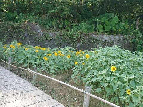 向日葵近照(圖片來源：臺北市政府工務局大地工程處)
