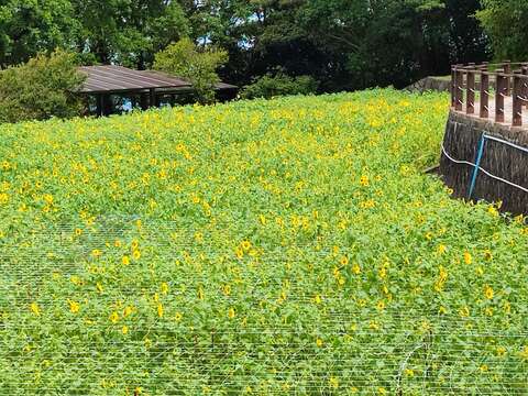 向日葵花海(圖片來源：臺北市政府工務局大地工程處)