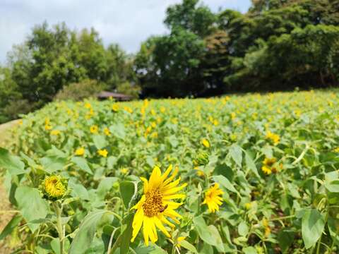 黃澄澄的向日葵(圖片來源：臺北市政府工務局大地工程處)