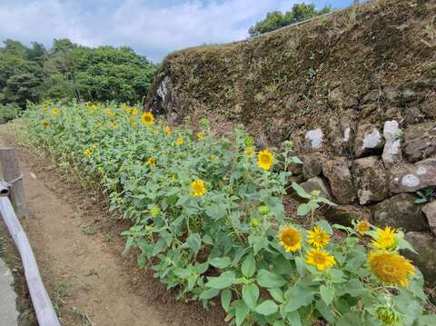 梯田花況(圖片來源：臺北市政府工務局大地工程處)