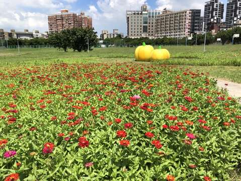 中正河濱公園撒下百日草花籽，近期已陸續開花(圖片來源：臺北市政府工務局水利工程處)