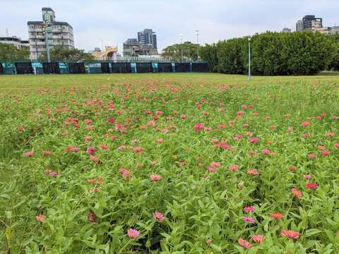 紅及粉色百日草為綠意盎然的草地增添繽紛色調(圖片來源：臺北市政府工務局水利工程處)