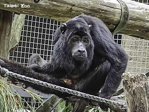 黑吼猴爸爸「Luca」超級挑食(圖片來源_臺北市立動物園)
