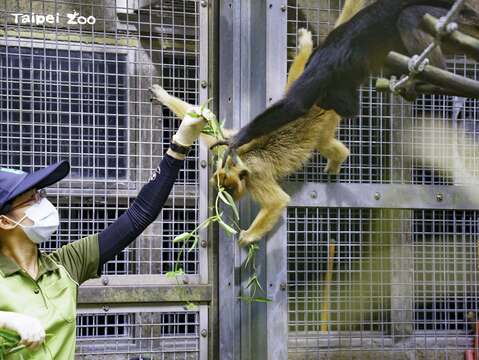 黑吼猴「卡比」（右）、「卡布」（左）胃口很好不挑食(圖片來源_臺北市立動物園)