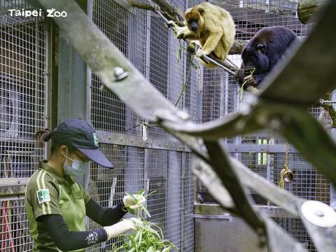 保育員特別在動物園內採集號角樹、酪梨、血桐、相思樹、榕樹、竹葉、雞屎藤、咸豐草等植物供黑吼猴們選擇(圖片來源_臺北市立動物園)