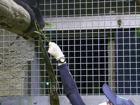 保育員手餵相思樹葉給「Luca」(圖片來源_臺北市立動物園)