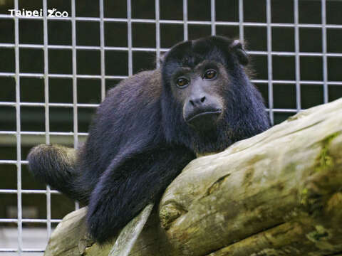 黑吼猴的主食是樹葉（哥哥「卡比」）(圖片來源_臺北市立動物園)
