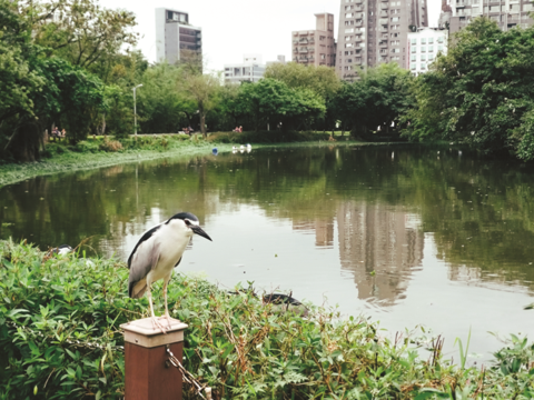 台北公園の池の周りでは、ゴイサギが巣作りや捕食をする様子がよく見られます。(写真/Yengping)