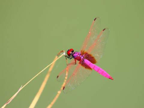 紫紅蜻蜓(圖片來源：臺北市政府工務局公園路燈工程管理處)