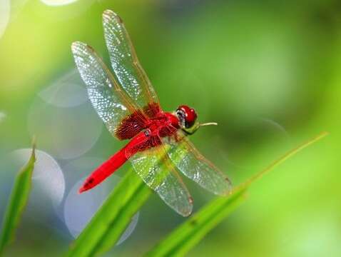 褐基蜻蜓(圖片來源：臺北市政府工務局公園路燈工程管理處)