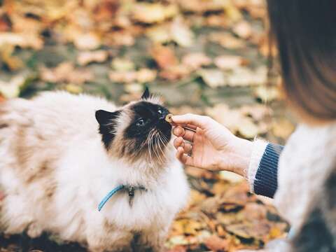 When solving a cat behavior problem, it is not only about training the cat, but also educating owners who may misunderstand their cats.