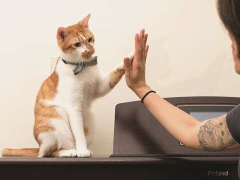 コンサルタントの仕事は、猫の機嫌や要望を理解し、飼い主とコミュニケーションをとって、猫が快適に過ごせる環境を整えることです。