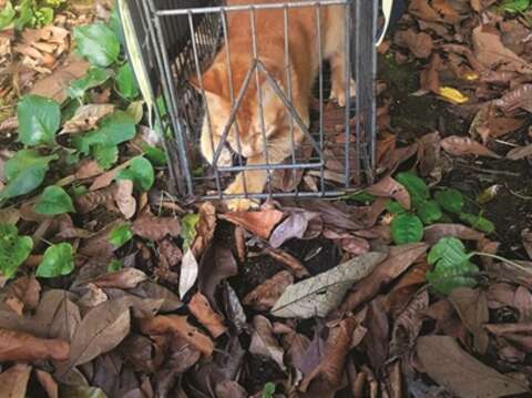 野良猫の支援は忍耐と決意が必要ですが、猫の生活をよりよくすることは蘇氏にとって非常にかけがえのない経験です。