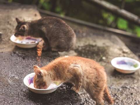 野良猫の支援は忍耐と決意が必要ですが、猫の生活をよりよくすることは蘇氏にとって非常にかけがえのない経験です。