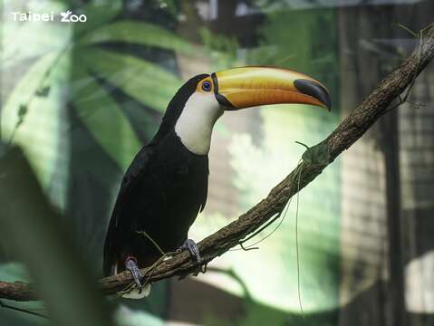 貝貝(公鳥)(圖片來源：臺北市立動物園)