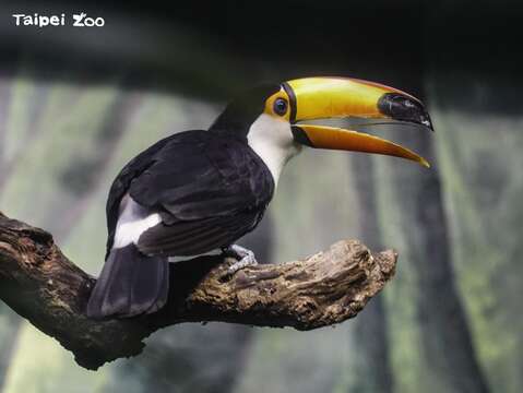 歪歪(雌鳥)(圖片來源：臺北市立動物園)