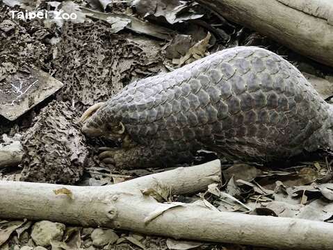 「NaNa」享用白蟻巢(圖片來源：臺北市立動物園)