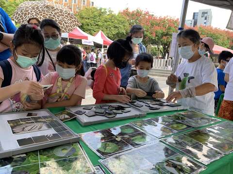 蝴蝶生活史-認識蝴蝶生態(圖片來源：臺北市動物保護處)