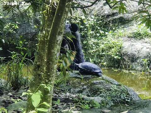 亞洲黑熊「貝兒」在戶外活動時，第一次遇到紅耳龜到水池岸邊曬太陽(圖片來源：臺北市立動物園)