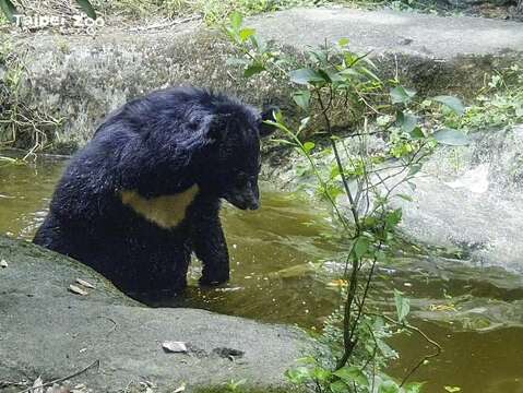 紅耳龜現在只要看到黑熊就會自己先跳入水池裡「避難」，「貝兒」還會下水池找，盯著水面(圖片來源：臺北市立動物園)